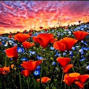 Meet your Posher, Robin